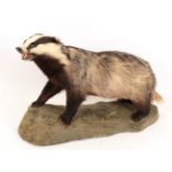 Taxidermy: European Badger (meles meles), circa late 20th century, high quality full mount,