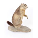 Taxidermy: Alpine Marmot (Marmota marmota), circa 1981, large full mount adult male, stood upright