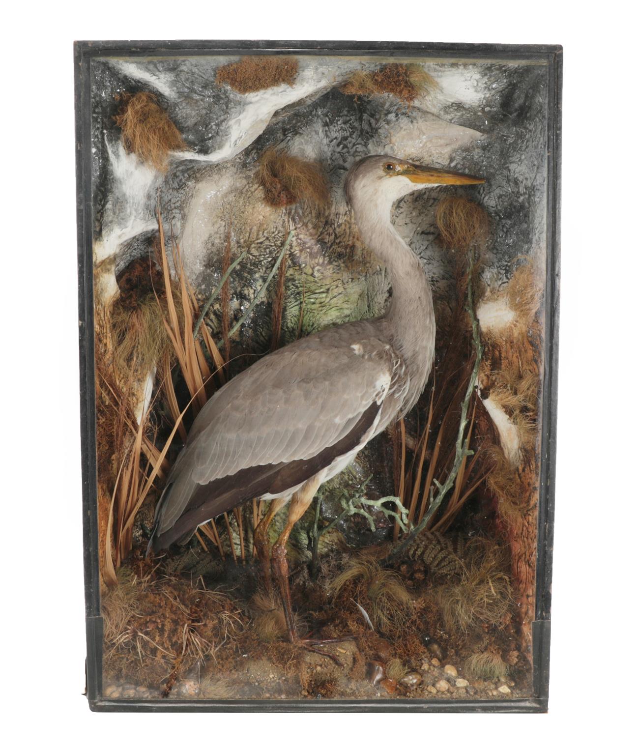 Taxidermy: A Victorian Cased Grey Heron (Ardea cinerea), an early case by W. Shopland,