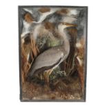 Taxidermy: A Victorian Cased Grey Heron (Ardea cinerea), an early case by W. Shopland,