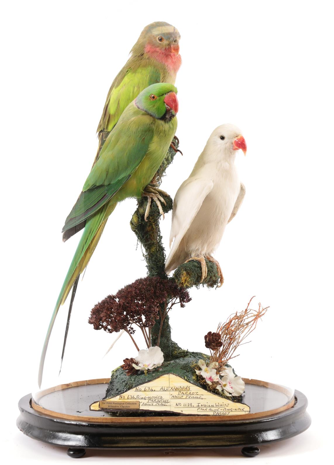 Taxidermy: A Domed Diorama of Parrots, circa late 20th century, captive bred, by Peter Farrington,