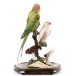 Taxidermy: A Domed Diorama of Parrots, circa late 20th century, captive bred, by Peter Farrington,