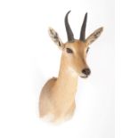 Taxidermy: Mountain Reedbuck (Redunca fulvorufula), modern, South Africa, high quality adult