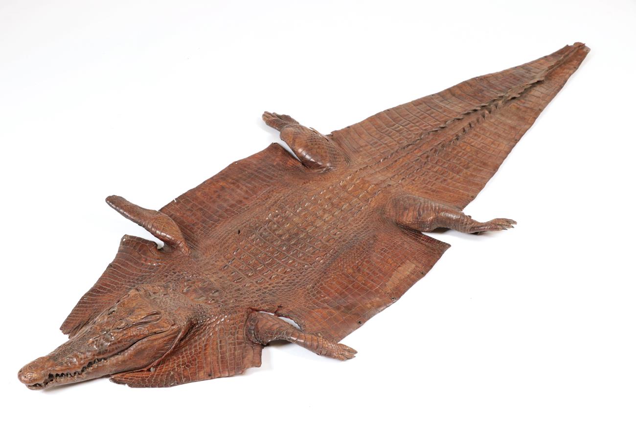 Taxidermy: A Late Victorian Crocodile Skin (Crocodylus niloticus), circa 1890-1900, a full flat skin