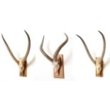 Antlers/Horns: African Trophy Horns, circa early 20th century, a set of White-eared Kob horns on