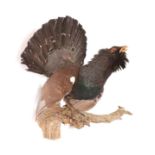 Taxidermy: European Capercaillie (Tetrao urogallus), circa late 20th century, a high quality large