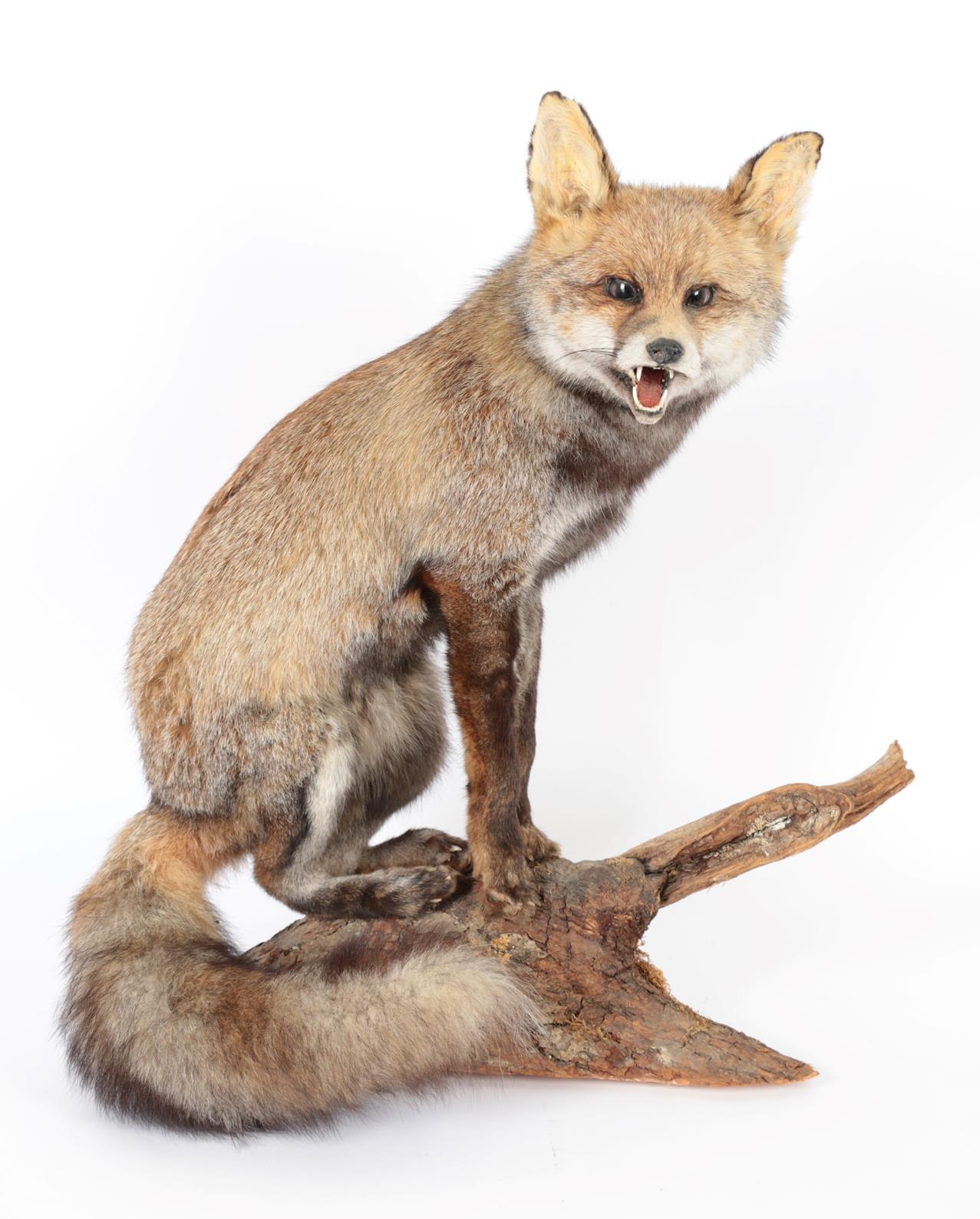 Taxidermy: An Unusual Dark Grey or Dusky Red Fox (Vulpes vulpes), circa late 20th century, a rare