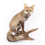 Taxidermy: An Unusual Dark Grey or Dusky Red Fox (Vulpes vulpes), circa late 20th century, a rare
