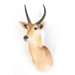 Taxidermy: Northern Common Reedbuck (Redunca occidentalis), circa 2000, high quality adult male