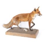 Taxidermy: European Red Fox (Vulpes vulpes), modern, by George. C. Jamieson, Edinburgh, Scotland,
