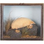 Taxidermy: A Cased Albino European Mole (Talpa europaea) circa early 20th century, a full mount