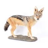 Taxidermy: Black-Backed Jackal (Canis mesomelas), modern, a high quality full mount stood upon a