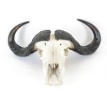 Antlers/Horns: Cape Buffalo Skull (Syncerus caffer caffer), circa late 20th century, large adult
