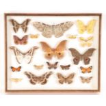 Lepidopterology: A Glazed Display of African Moths, circa 21st century, a display of nineteen