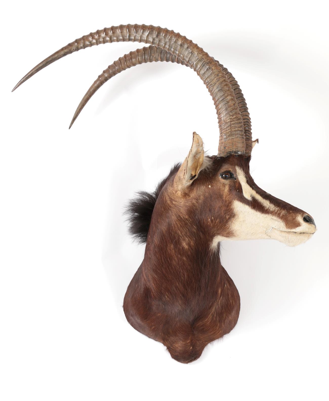 Taxidermy: Southern Sable Antelope (Hippotragus niger niger), circa late 20th century, Rowland