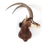 Taxidermy: Southern Sable Antelope (Hippotragus niger niger), circa late 20th century, Rowland