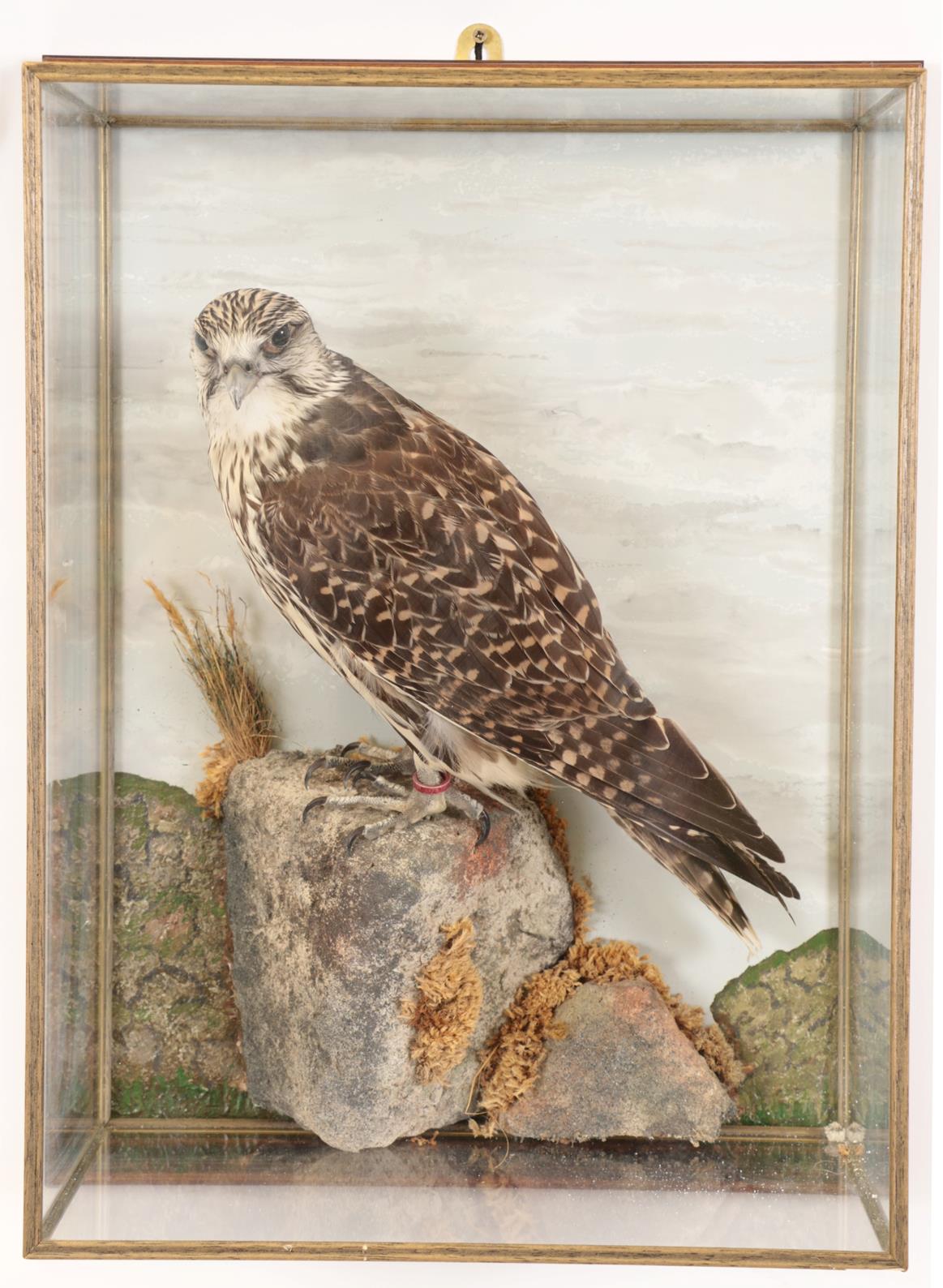 Taxidermy: A Wall Cased Gyr/Saker Falcon (Falco rusticolus), circa 2015, by Herbert Pearson,