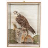 Taxidermy: A Wall Cased Gyr/Saker Falcon (Falco rusticolus), circa 2015, by Herbert Pearson,
