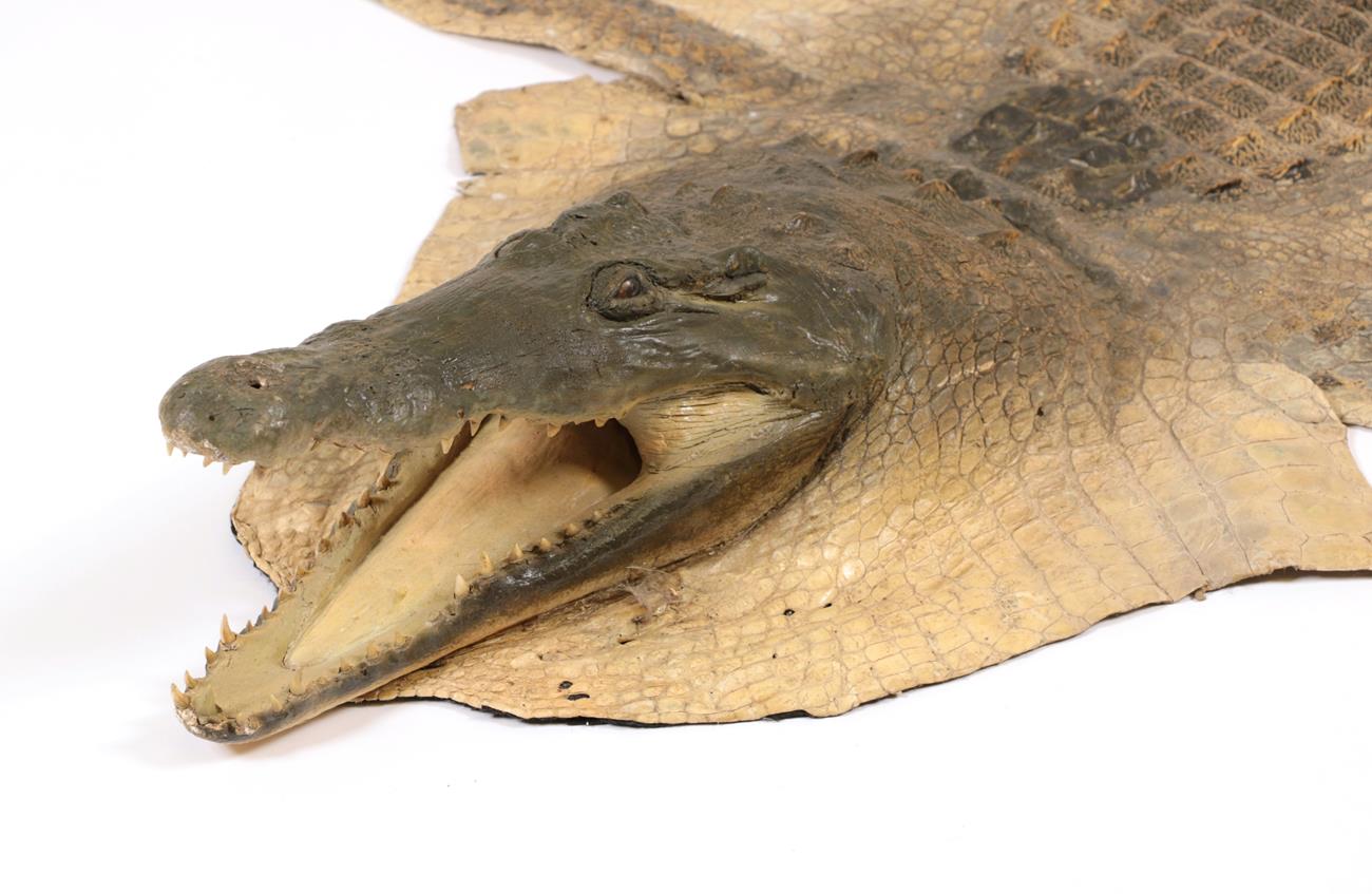 Taxidermy: Nile Crocodile (Crocodylus nyloticus), circa 2005, Zimbabwe, Africa, adult flat skin with - Image 2 of 2