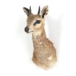 Taxidermy: Cape Klipspringer (Oreotragus oreotragus), modern, South Africa, high quality adult