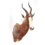 Taxidermy: Blesbok (Damaliscus pygargus phillipsi), modern, shoulder mount facing slightly to the
