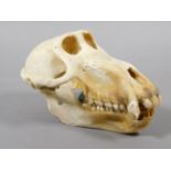 Skulls/Anatomy: Olive Baboon Skull (Papio hamadryas), circa 2006, Togo, complete bleached skull,