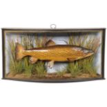 Taxidermy: A Cased Brown Trout (Salmo trutta), by John Cooper & Sons, 28 Radnor Street, St Luke's,