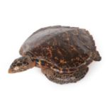 Taxidermy: Hawksbill Sea Turtle (Eretmochelys imbricata), circa 1930, full mount sea turtle in
