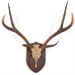 Antlers/Horns: Indian Sambar Antlers (Rusa unicolor), circa 1900, large adult antlers on cut upper