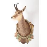 Taxidermy: Alpine Chamois (Rupicapra rupicapra), modern, high quality shoulder mount, turning