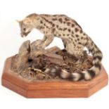 Taxidermy: Common Genet (Genetta genetta), modern, South Africa, full mount adult with head slightly