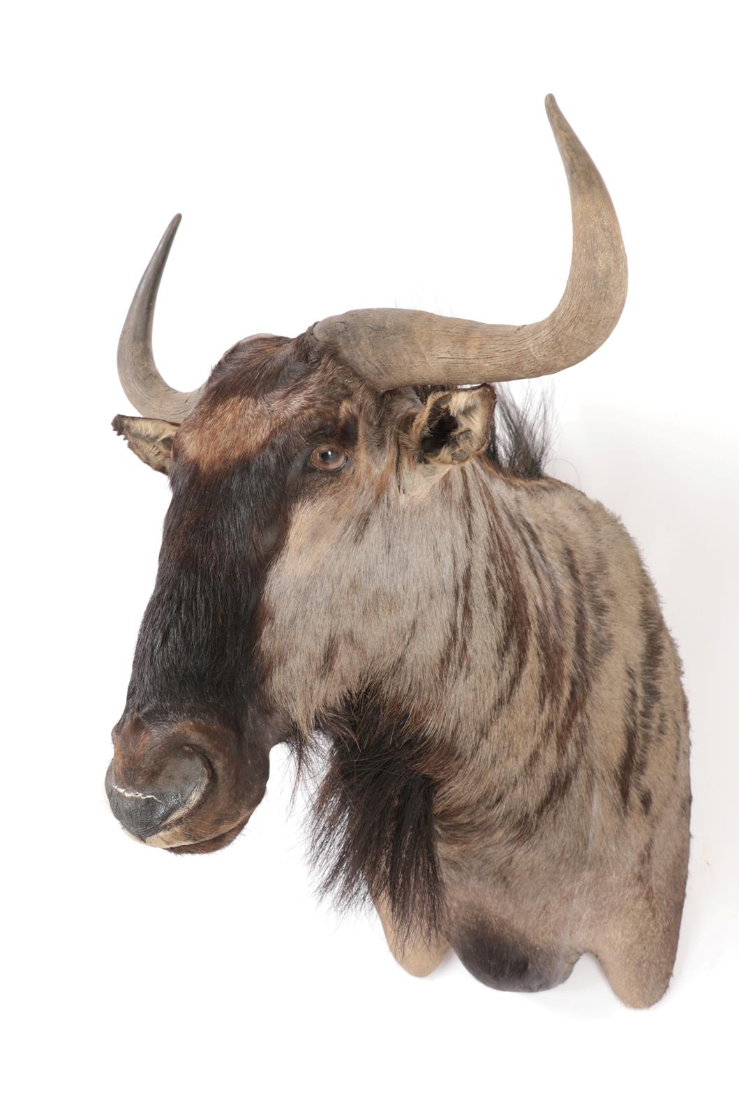 Taxidermy: Blue Wildebeest (Connochaetes taurinus), modern, South Africa, high quality adult bull - Image 2 of 2