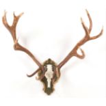 Antlers/Horns: A Large Set of European Red Deer Antlers (Cervus elaphus), circa late 20th century, a