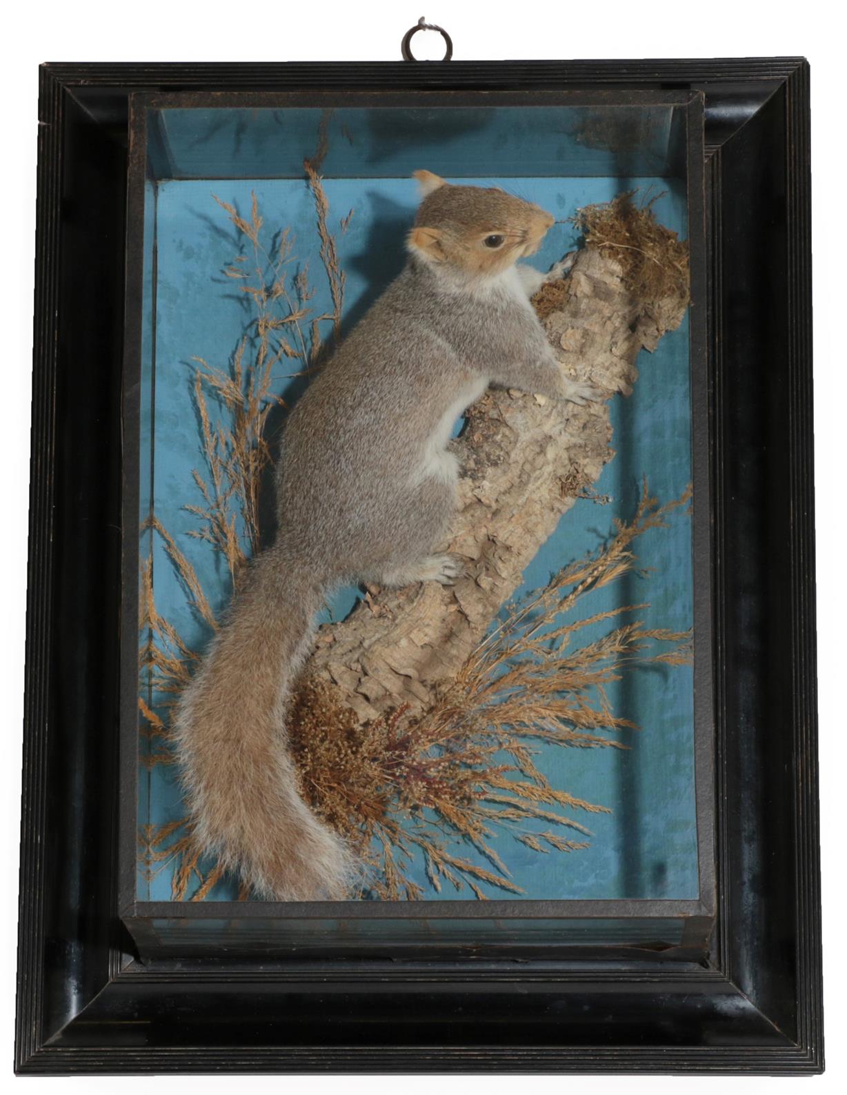 Taxidermy: A Wall Cased Eastern Grey Squirrel (Sciurus carolinensis), by George Bazeley, 13