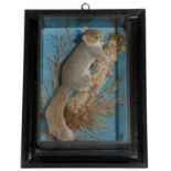 Taxidermy: A Wall Cased Eastern Grey Squirrel (Sciurus carolinensis), by George Bazeley, 13