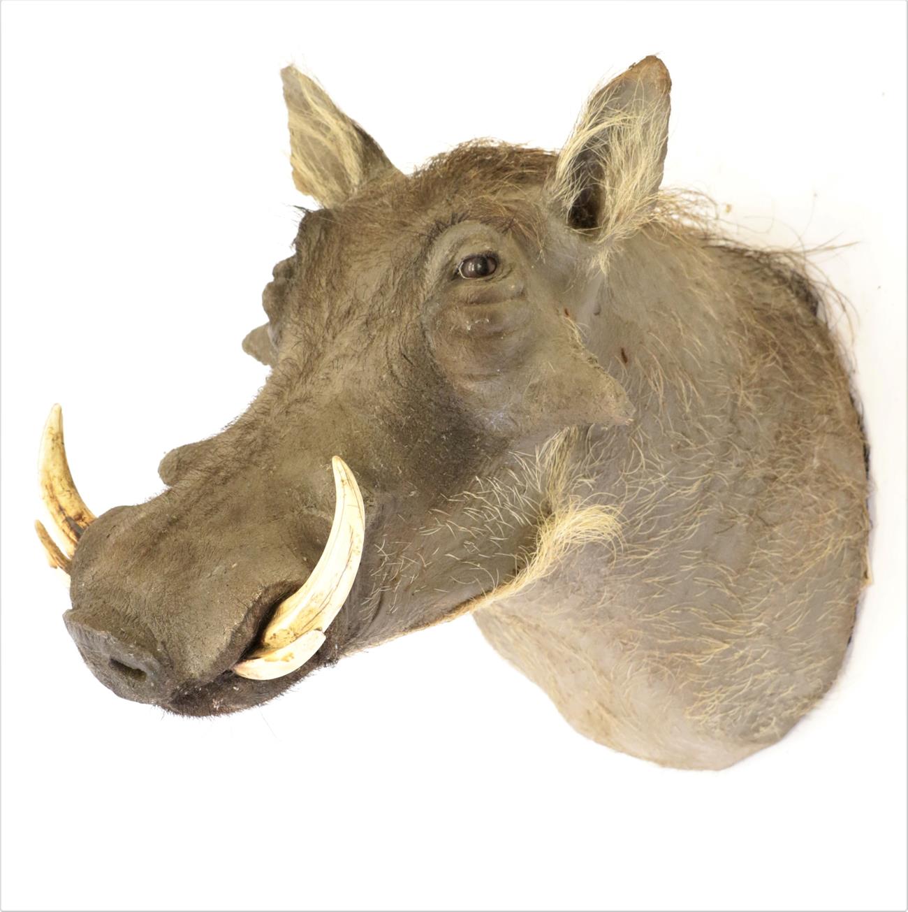 Taxidermy: Common Warthog (Phacochoerus africanus), modern, South Africa, high quality adult - Image 2 of 2