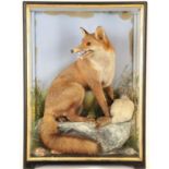 Taxidermy: European Red Fox Diorama (Vulpes vulpes), by James Hutchings, of Aberystwyth, a full