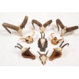 Taxidermy: European Mouflon (Ovis aries musimon), circa late 20th century, three sets of four year
