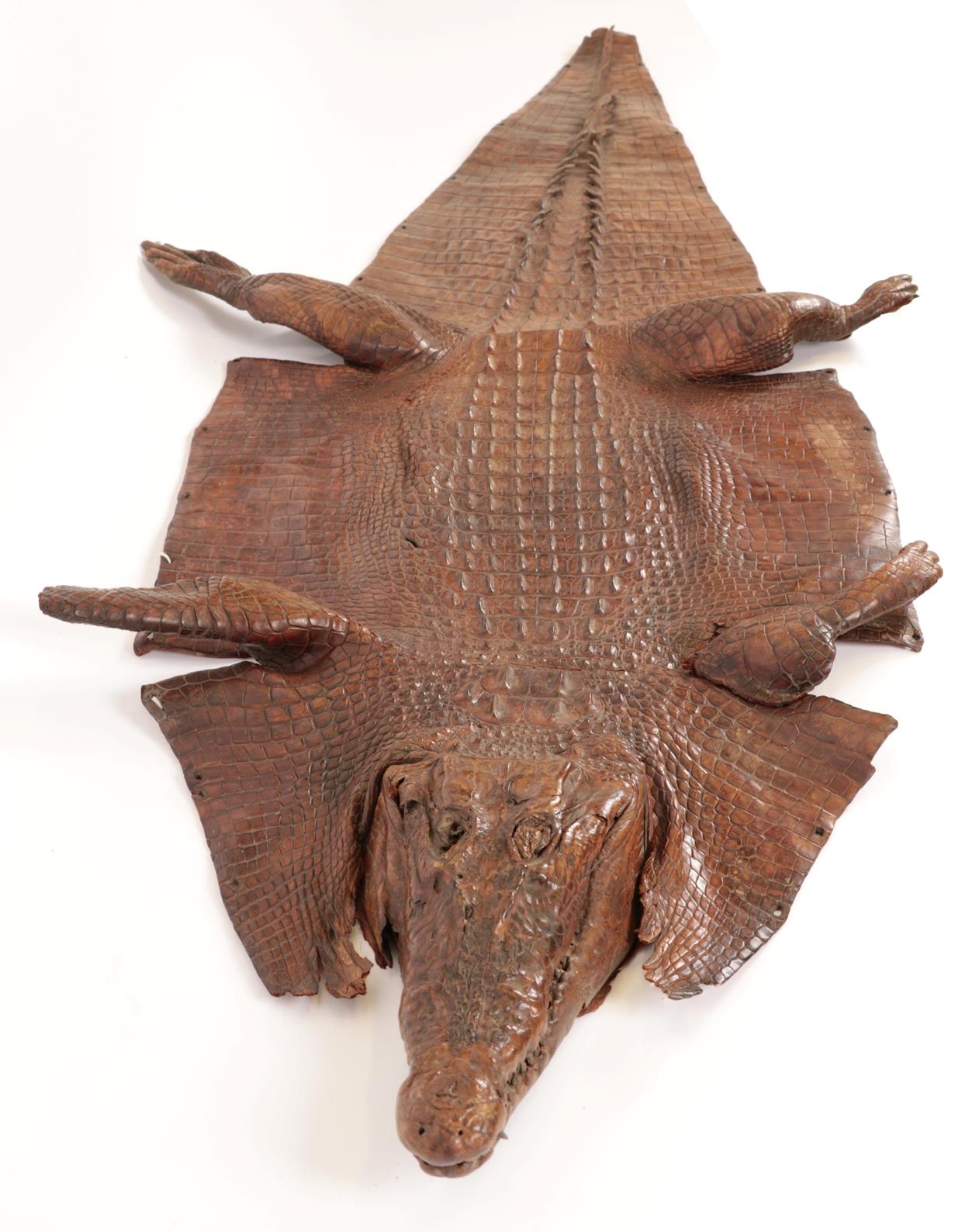 Taxidermy: A Late Victorian Crocodile Skin (Crocodylus niloticus), circa 1890-1900, a full flat skin - Image 3 of 3