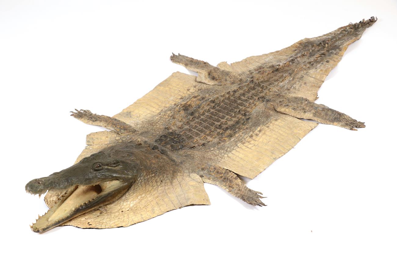 Taxidermy: Nile Crocodile (Crocodylus nyloticus), circa 2005, Zimbabwe, Africa, adult flat skin with