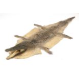 Taxidermy: Nile Crocodile (Crocodylus nyloticus), circa 2005, Zimbabwe, Africa, adult flat skin with