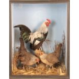 Taxidermy: A Cased Diorama of Dorking Chickens (Gallus gallus domesticus), circa late 20th