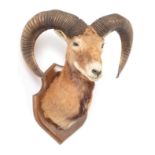 Taxidermy: European Mouflon (Ovis aries musimon), circa 1971, adult male approximately 4 year old