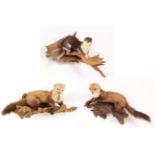 Taxidermy: European Countryside Animals, circa late 20th century, two full mount adult Beech