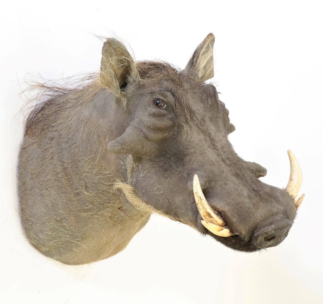 Taxidermy: Common Warthog (Phacochoerus africanus), modern, South Africa, high quality adult