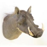Taxidermy: Common Warthog (Phacochoerus africanus), modern, South Africa, high quality adult