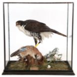Taxidermy: A Cased African Black Sparrowhawk (Accipiter melanoleucus), circa 2002, captive bred,