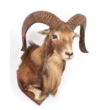 Taxidermy: European Mouflon (Ovis aries musimon), circa 1976, adult male approximately 4 year old