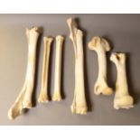 Bones/Anatomy: Southern Giraffe (Giraffa giraffa), modern, four upper and lower leg bones,