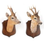 Taxidermy: A Pair of Roebuck Neck Mounts (Capreolus capreolus), modern, by George. C. Jamieson,